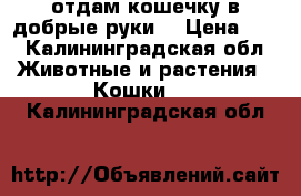 отдам кошечку в добрые руки. › Цена ­ 0 - Калининградская обл. Животные и растения » Кошки   . Калининградская обл.